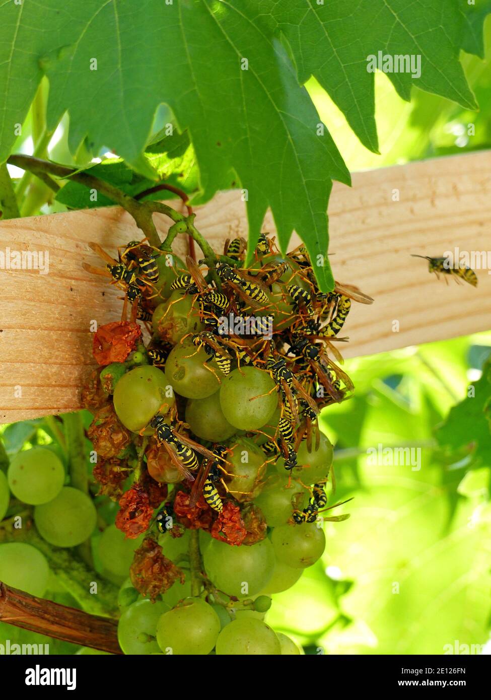 Wasps Are Eating Grapes, Closeup Stock Photo Alamy