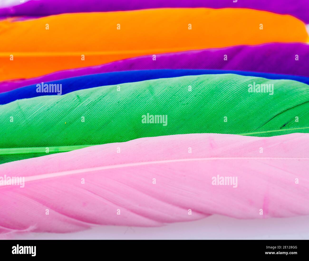 Studio shot photo of colored bird feathers as texture background Stock ...