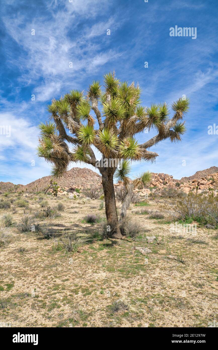 Lush Joshua tree plant at Joshua Tree National Park in sunny California