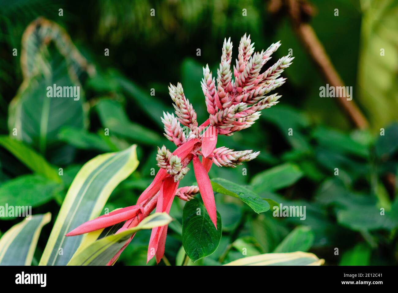 Beautiful installations at the Garfield Park Observatory Stock Photo