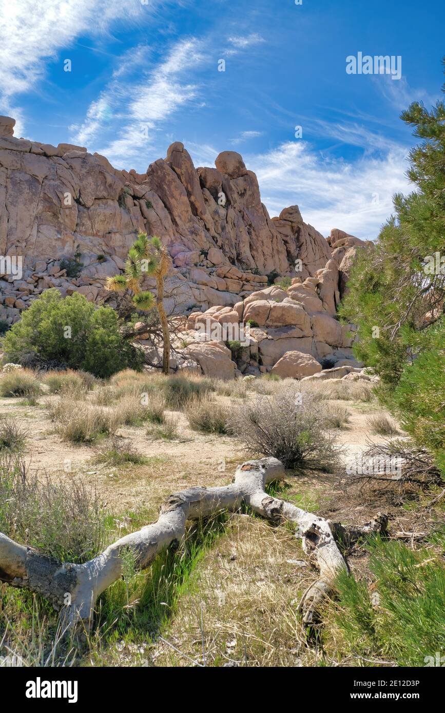 Huge rocks dead tree and Joshua tree plants at Joshua Tree National ...