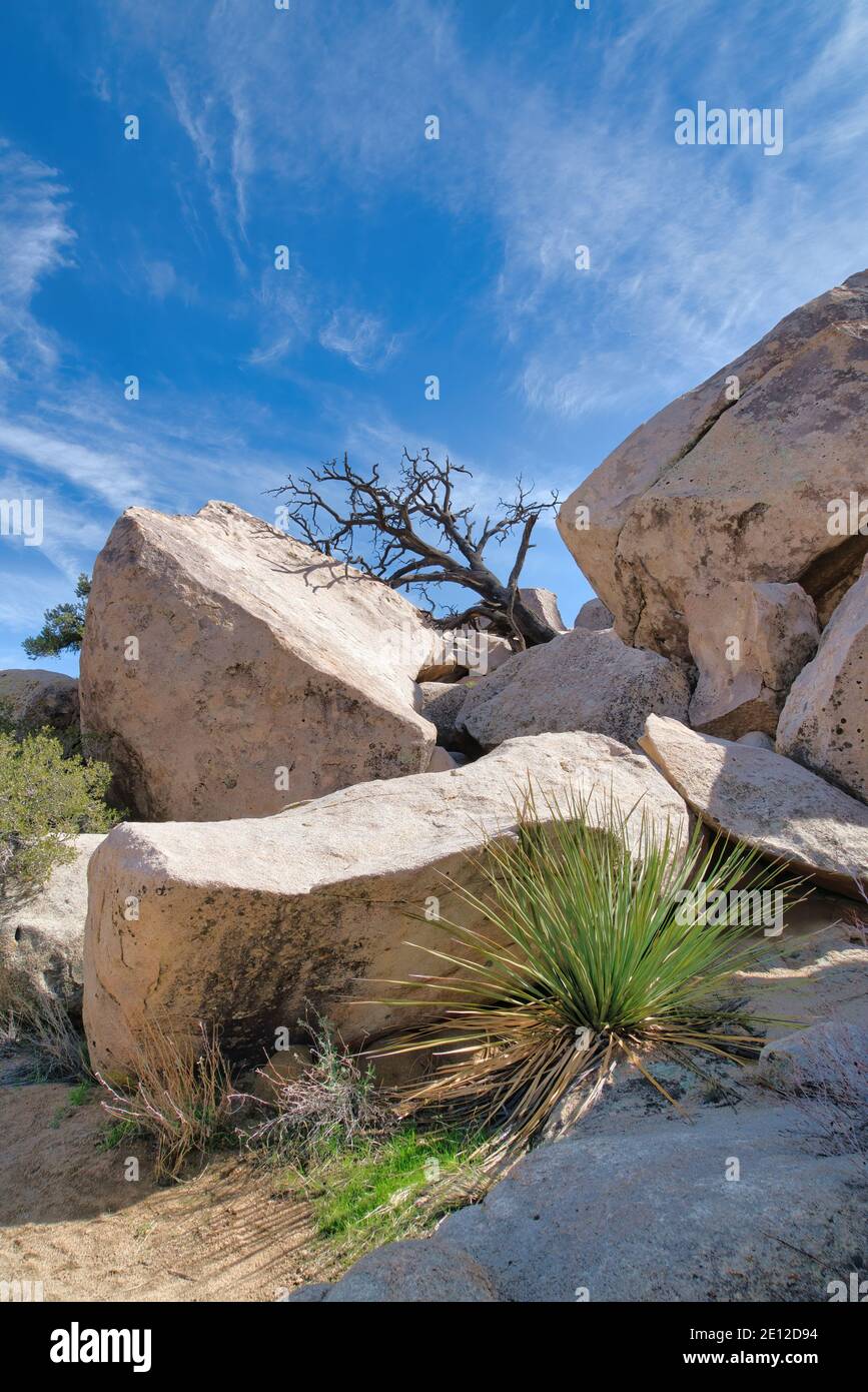 Huge jagged rocks and dead tree at Joshua Tree National Park in ...