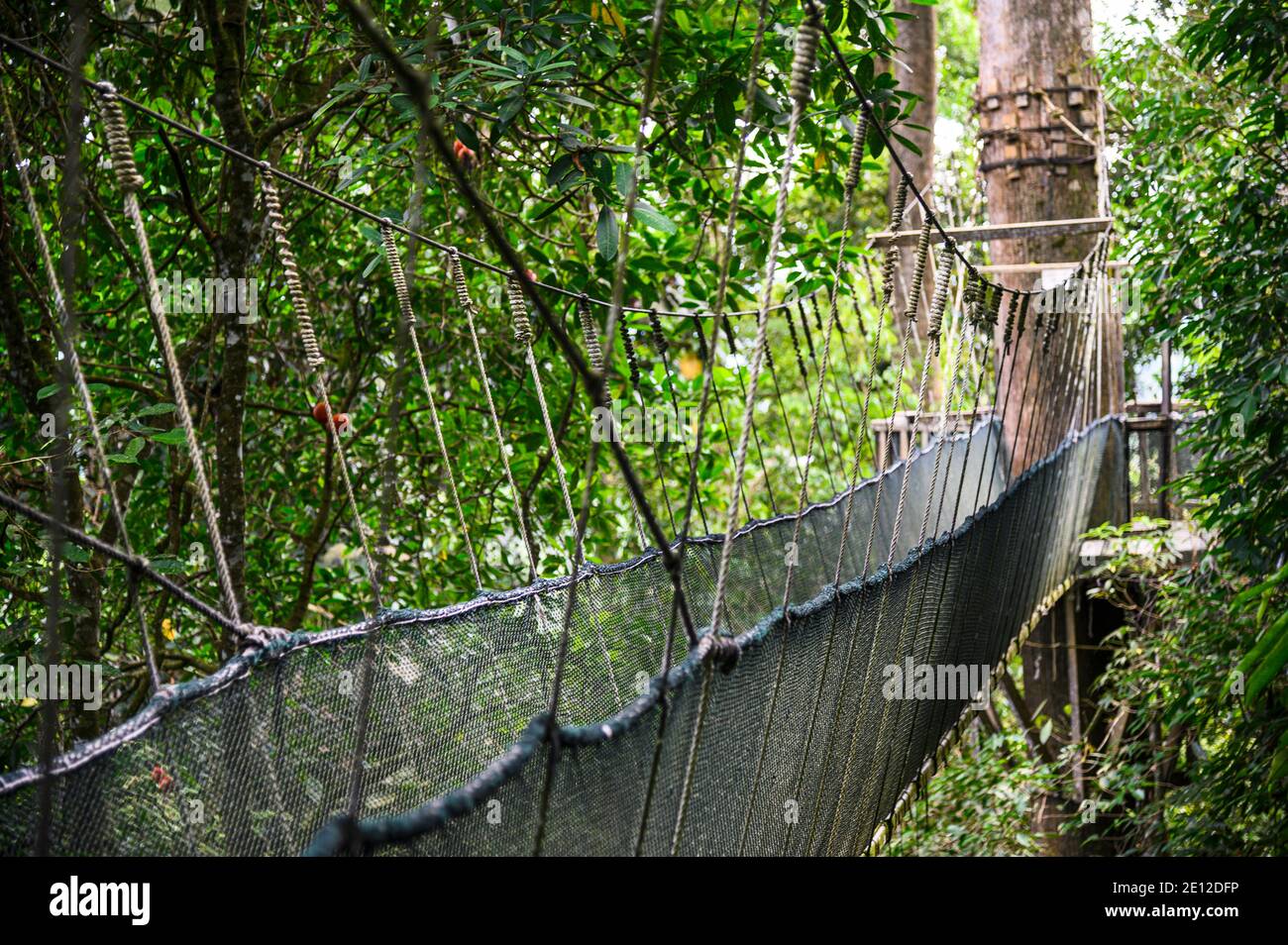 Suspended Walkway Through The Malaysia Rainforest Stock Photo Alamy