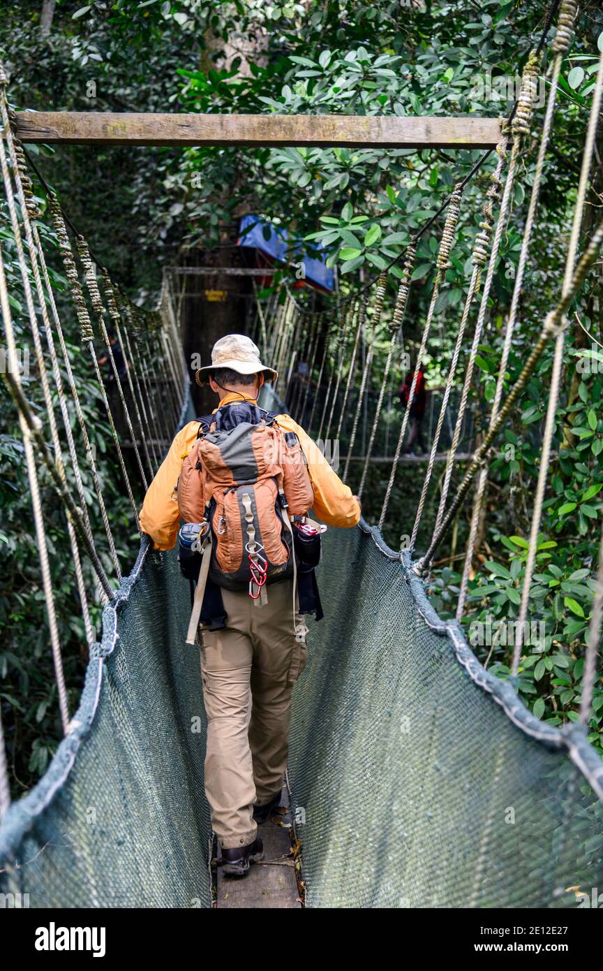 Tree canopy walk hi-res stock photography and images - Alamy