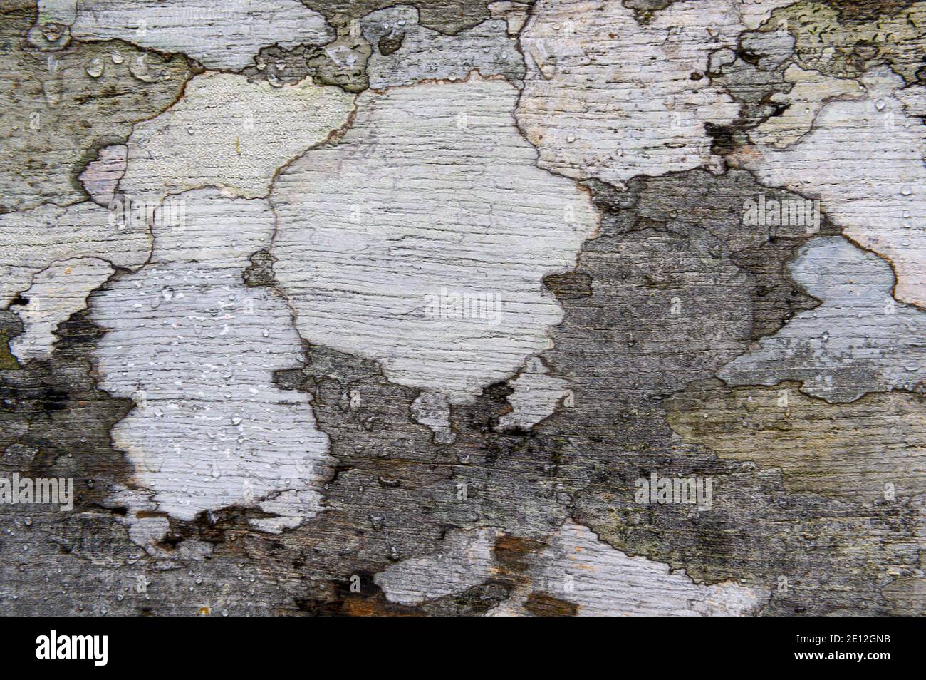 wood with raindrops Stock Photo