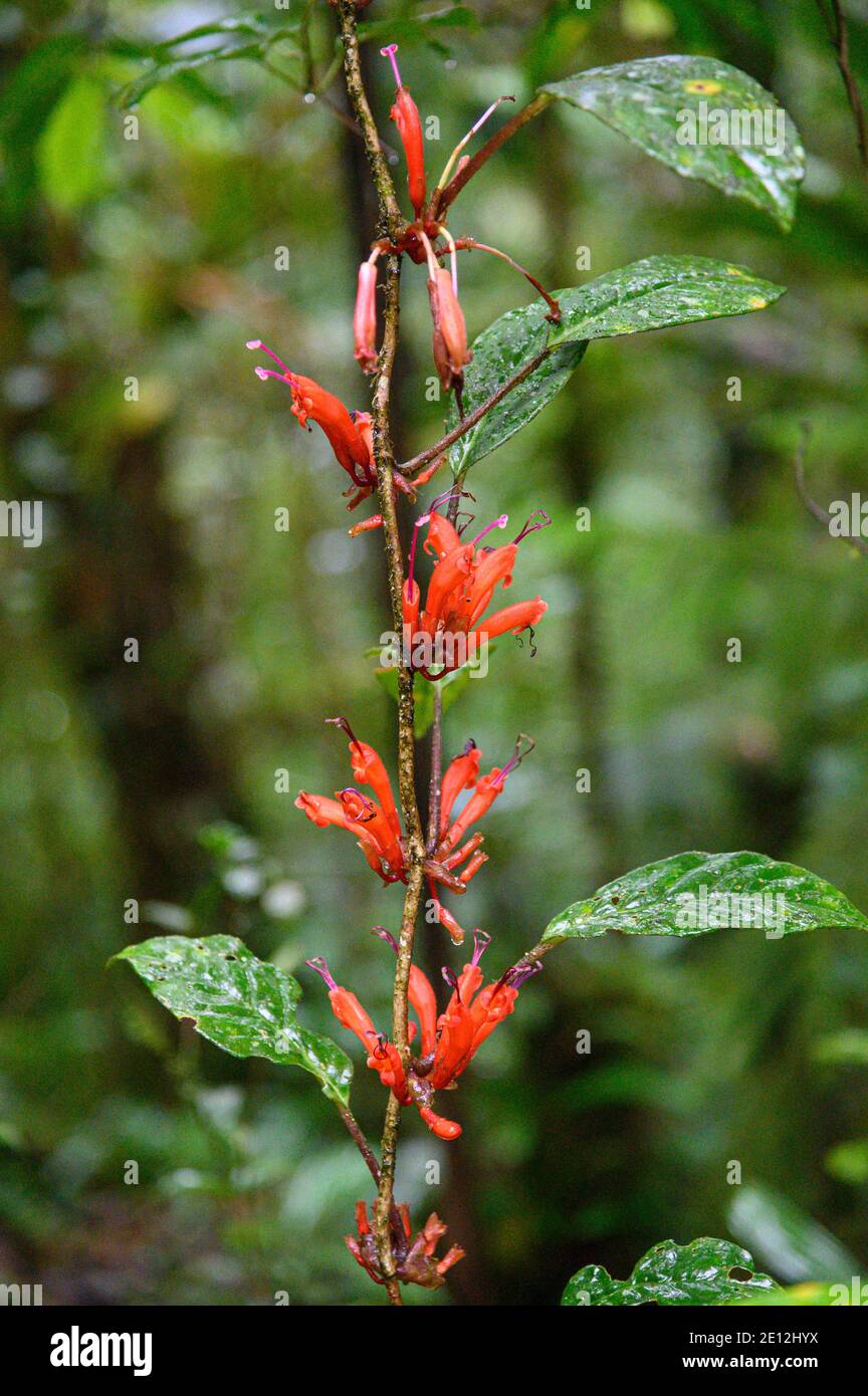 Red Fire-spike Humming bird and Butterfly plant Stock Photo