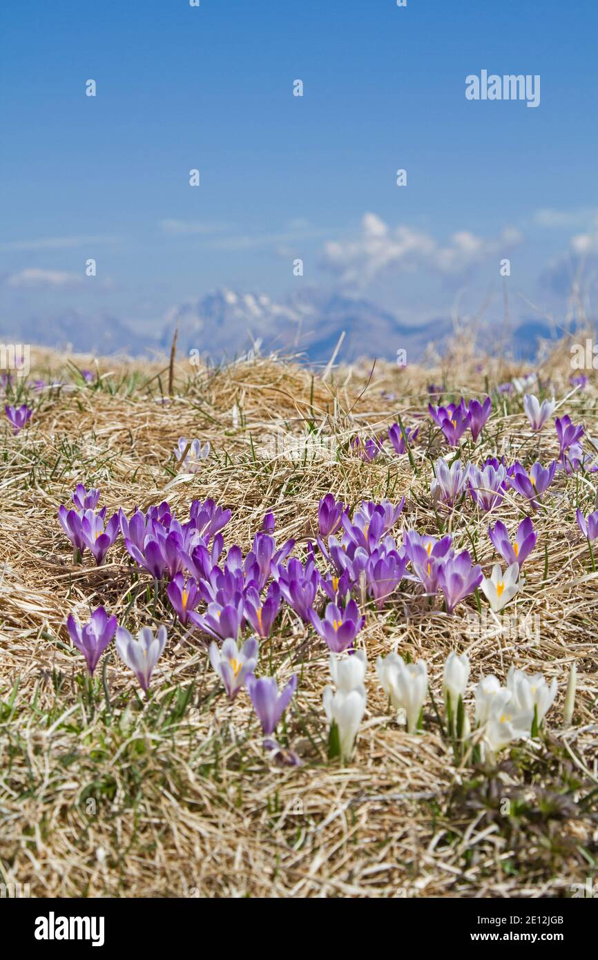Crocus Meadow On The Summit Of Monte Rest In The Carnic Prealps In Friuli Stock Photo