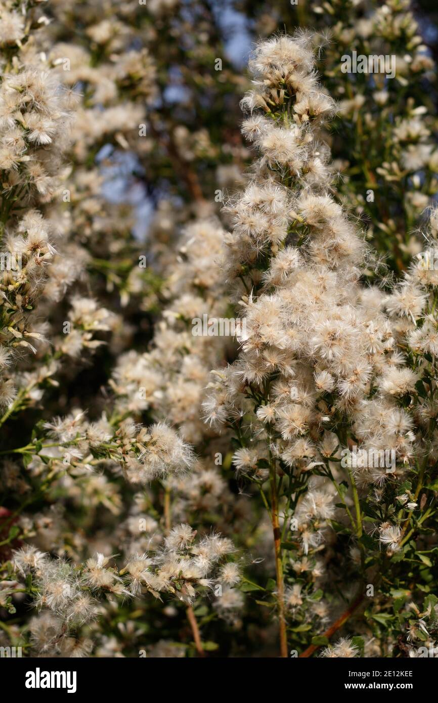 White pappus achene fruit, Coyote Bush, Baccharis Pilularis, Asteraceae, native shrub, Ballona Freshwater Marsh, Southern California Coast, autumn. Stock Photo