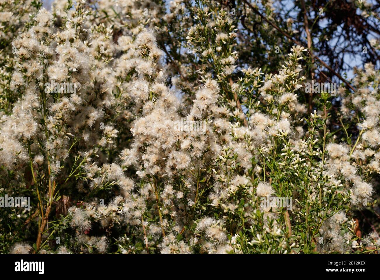 White pappus achene fruit, Coyote Bush, Baccharis Pilularis, Asteraceae, native shrub, Ballona Freshwater Marsh, Southern California Coast, autumn. Stock Photo