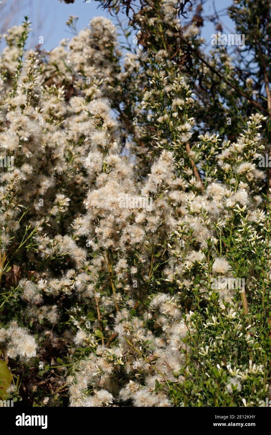 White pappus achene fruit, Coyote Bush, Baccharis Pilularis, Asteraceae, native shrub, Ballona Freshwater Marsh, Southern California Coast, autumn. Stock Photo