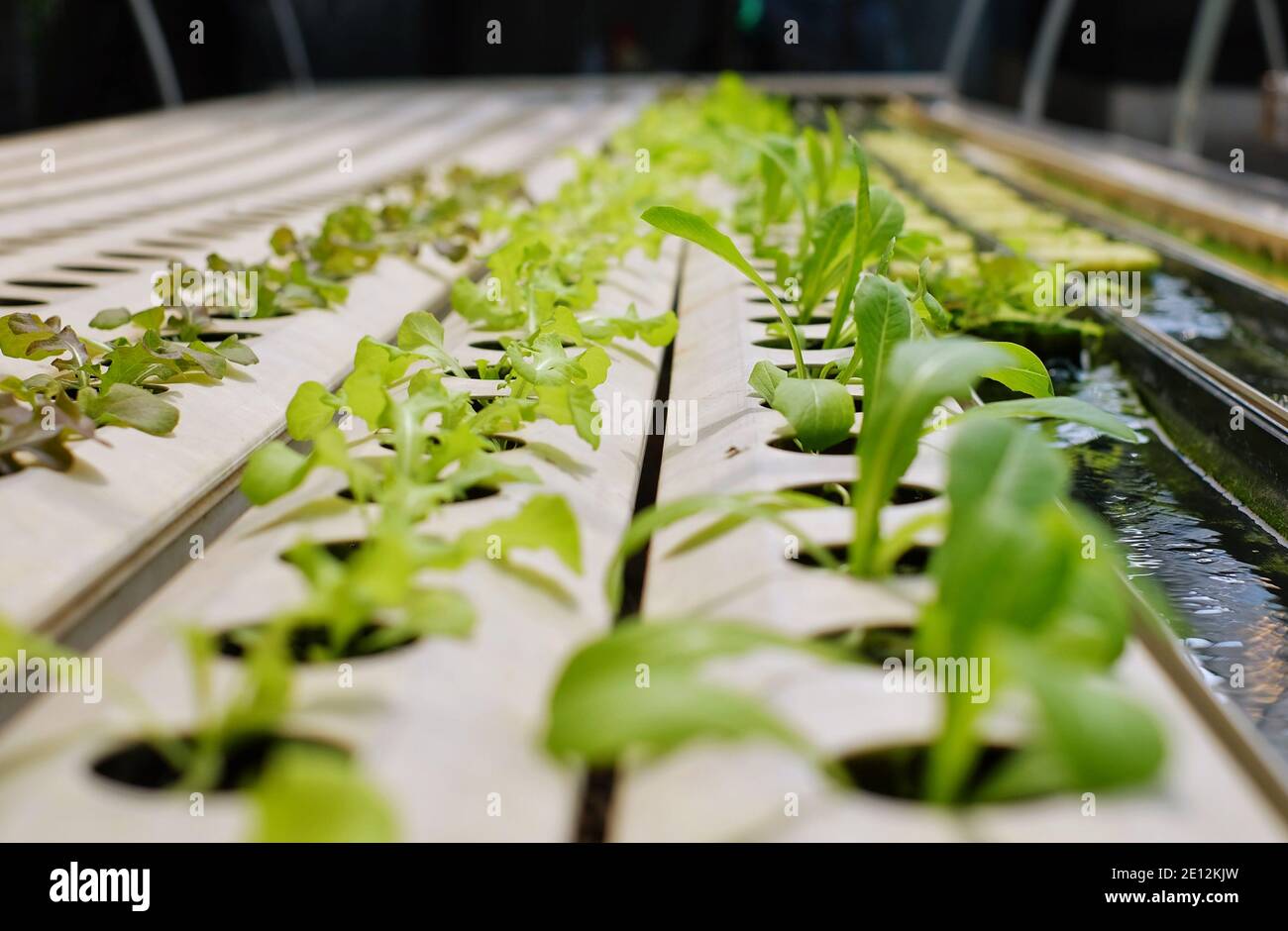 Organic hydroponic vegetable cultivation farm with rows and rows of ...