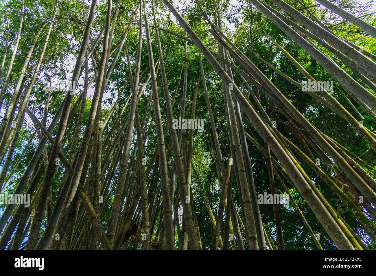 looking up through a bamboo forest Stock Photo