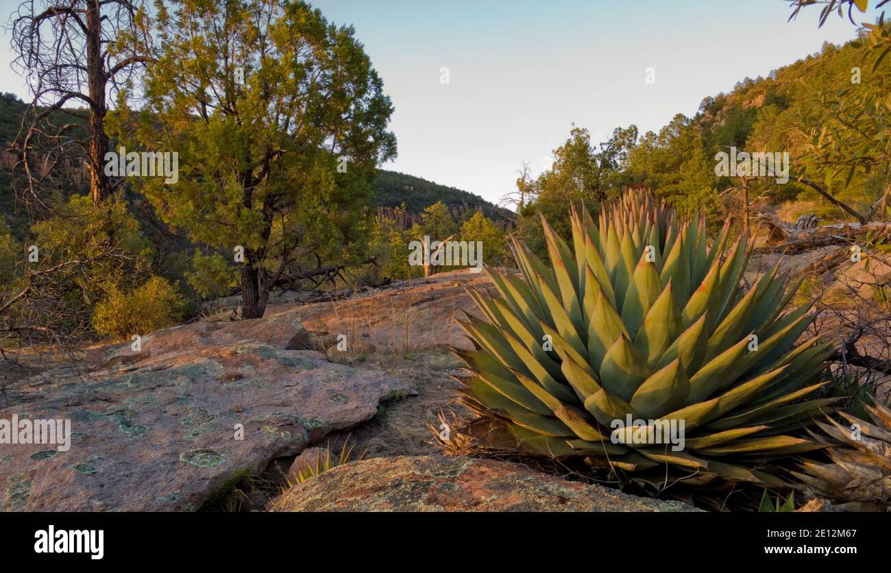 Agave and other characteristic southwesten New Mexico vegetation in the Gila National Forest near the Gila Cliff Dwelling Natonal Monument. Stock Photo