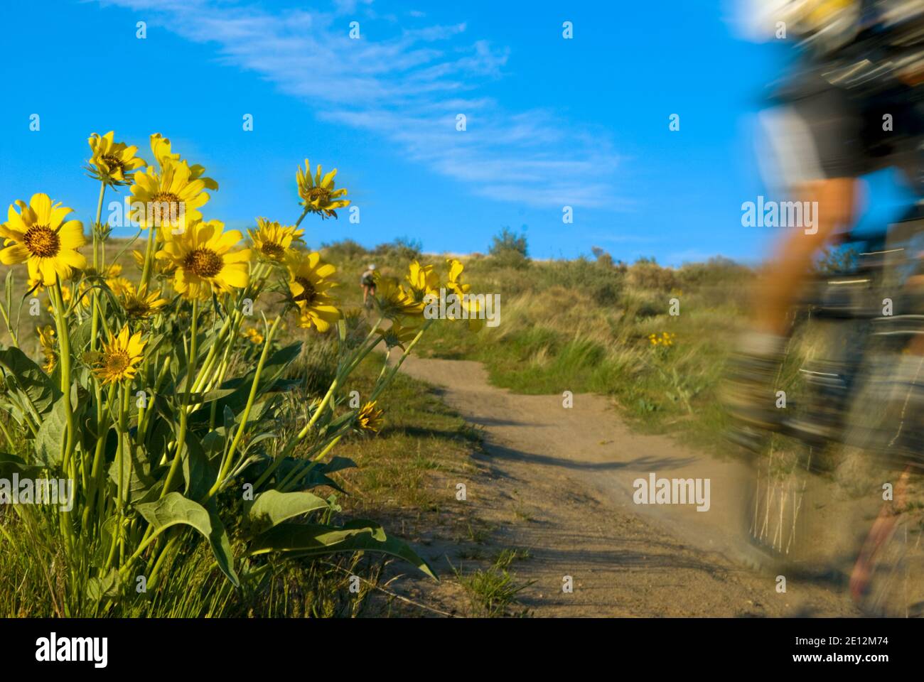 Mountain biker in Boise, Idaho foothills during spring bloom of Arrowleaf Balsamroot Stock Photo