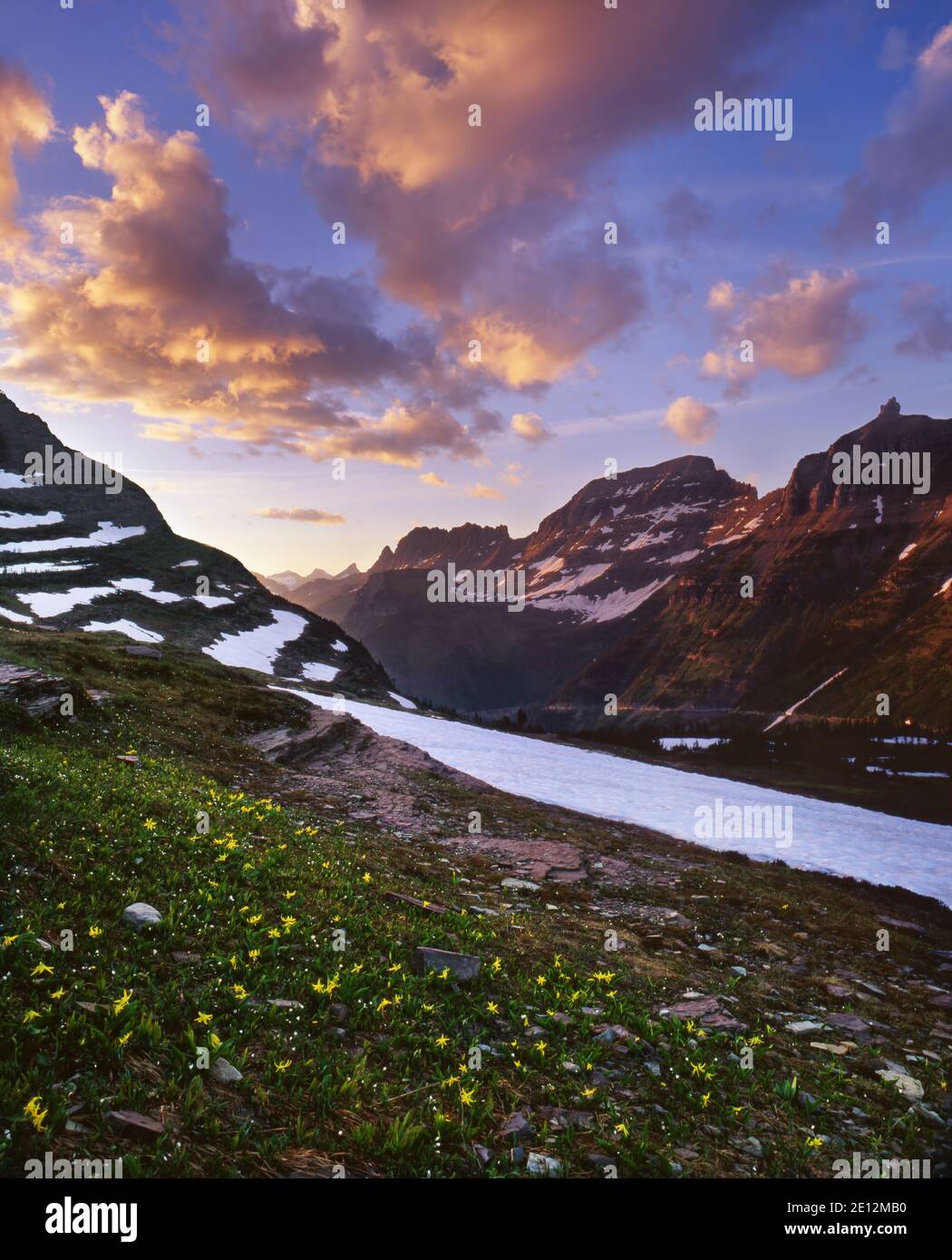 Sunset at Glacier National Park's Logan Pass above Going-to-the-Sun Road and the Garden Wall with glacier lilies in the foreground. Stock Photo