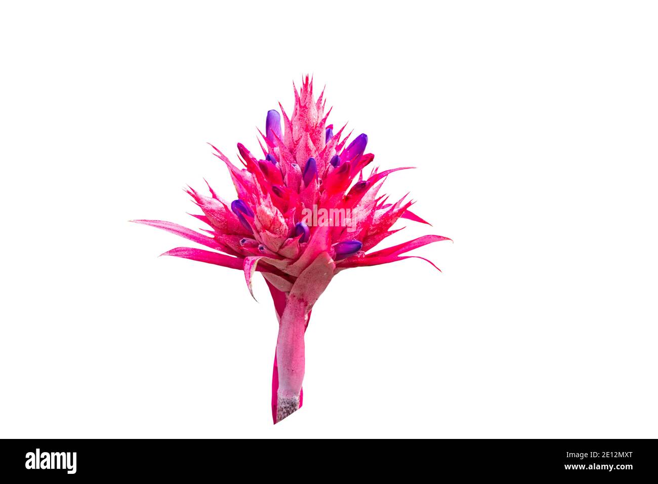 Colorful of pink  Bromeliad flower isolated on white background.Saved with clipping path. Stock Photo