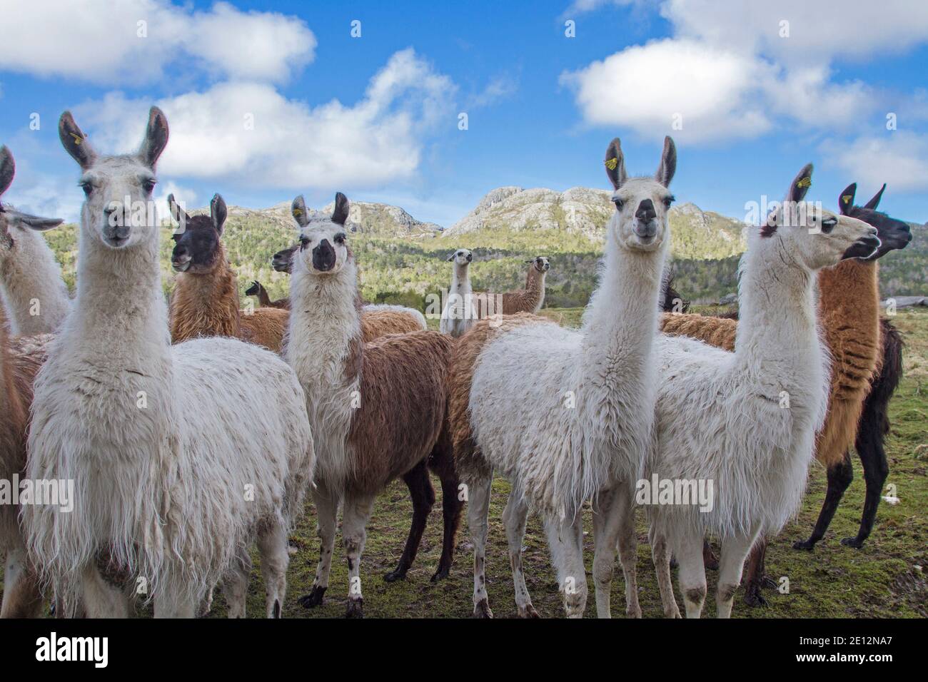 A Group Of Lamas Are Grazing On A Mountain Meadow In The Norwegian Mountains Stock Photo