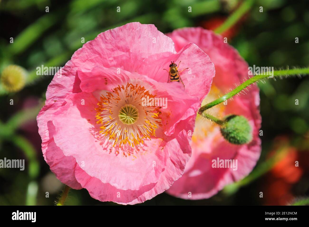Pink Icelandic paper poppy flower in grassland with shallow depth of field background. Stock Photo