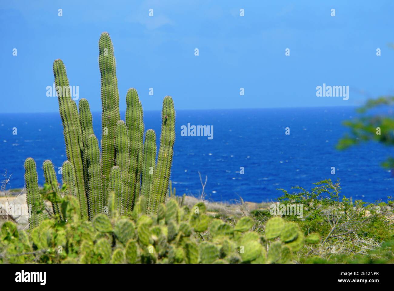 Cactus plant overlooking beautiful blue ocean in Aruba Stock Photo - Alamy