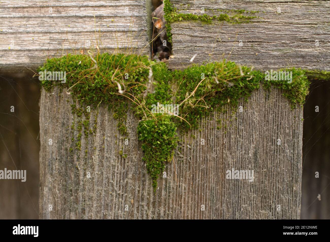 Moss growing on an old wood fence post Stock Photo Alamy