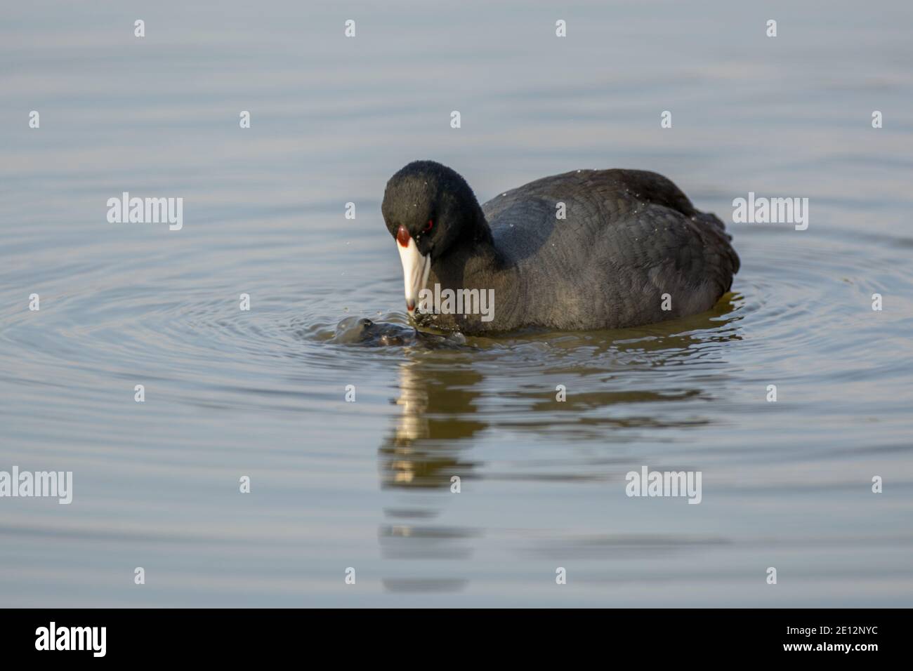 American coot duck eating food from water surface Stock Photo Alamy