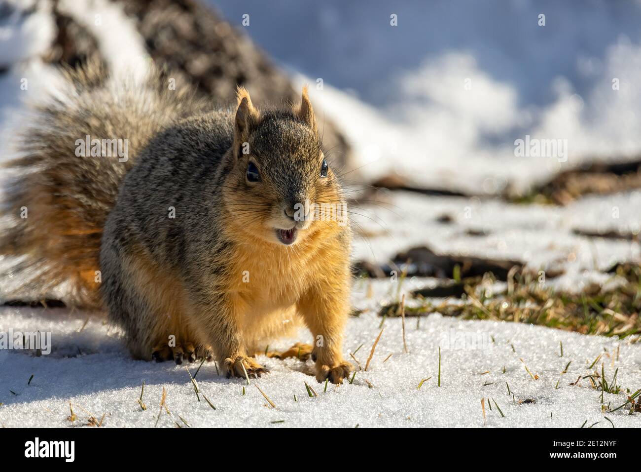 Cute American Red Squirrel (tamiasciurus hudsonicus) watchful in the winter park Stock Photo
