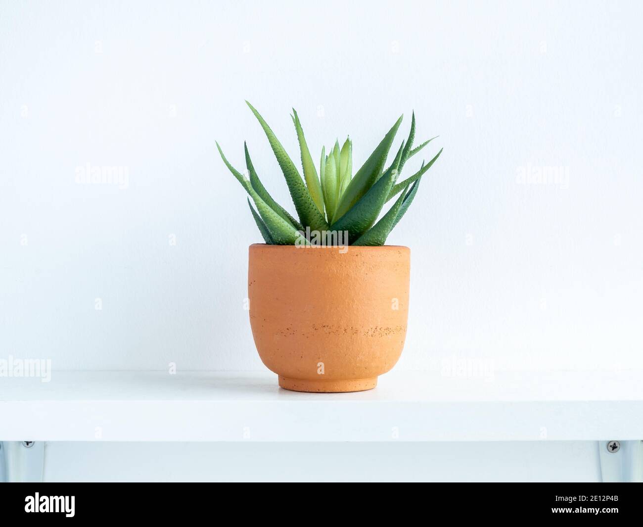 Green succulent plant in small modern terracotta pot on white wood ...