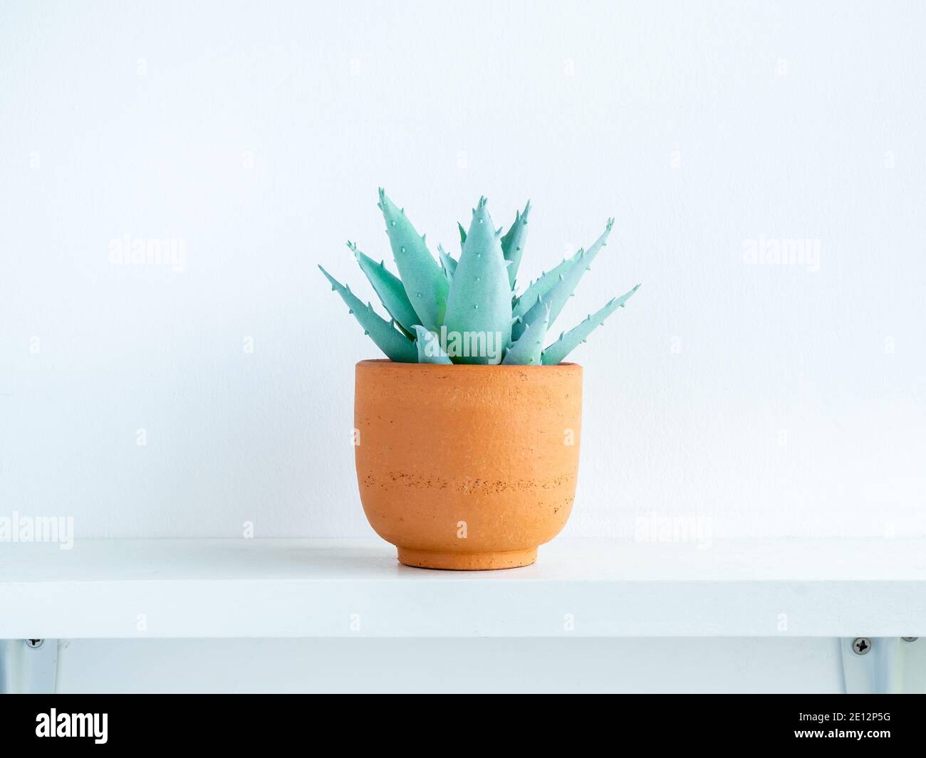 Green succulent plant in small modern terracotta pot on white wood ...