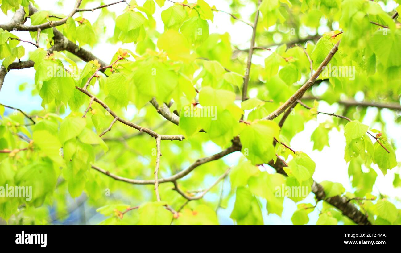 Beech tree leaves isolated hi-res stock photography and images - Alamy