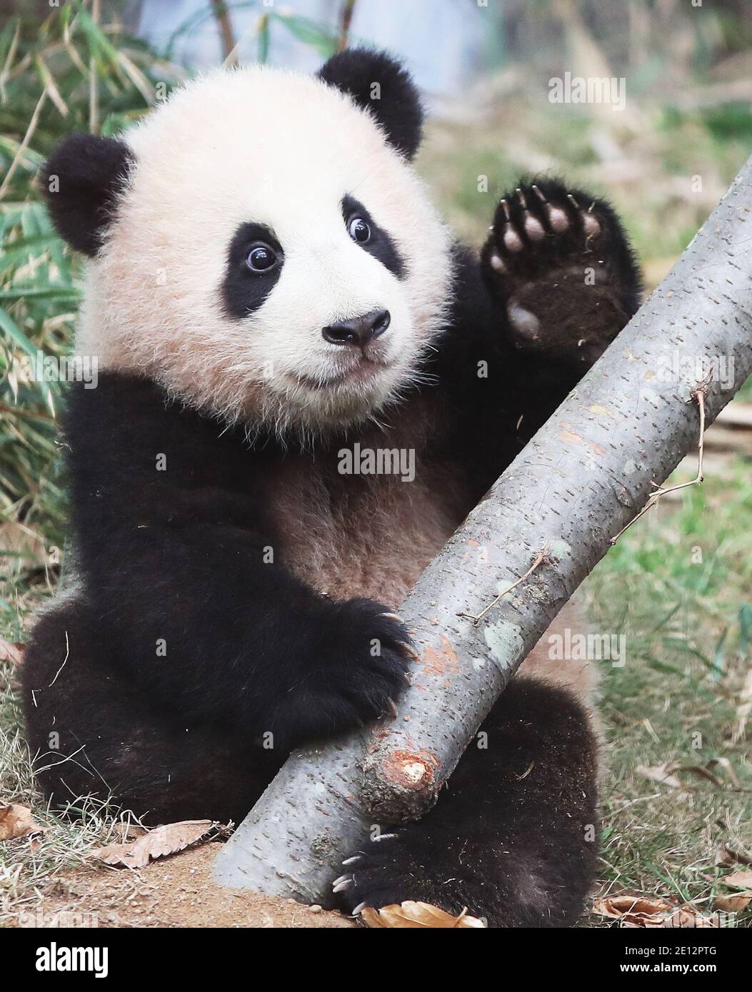 04th Jan, 2021. Baby panda Baby panda Fu Bao raises her front leg at ...