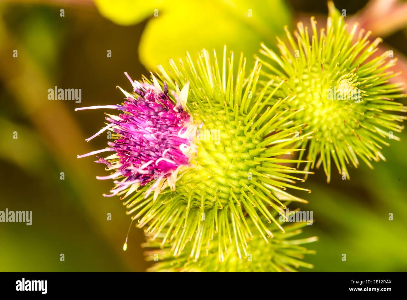 Medicinal Herb Greater Burdock With Flower Stock Photo