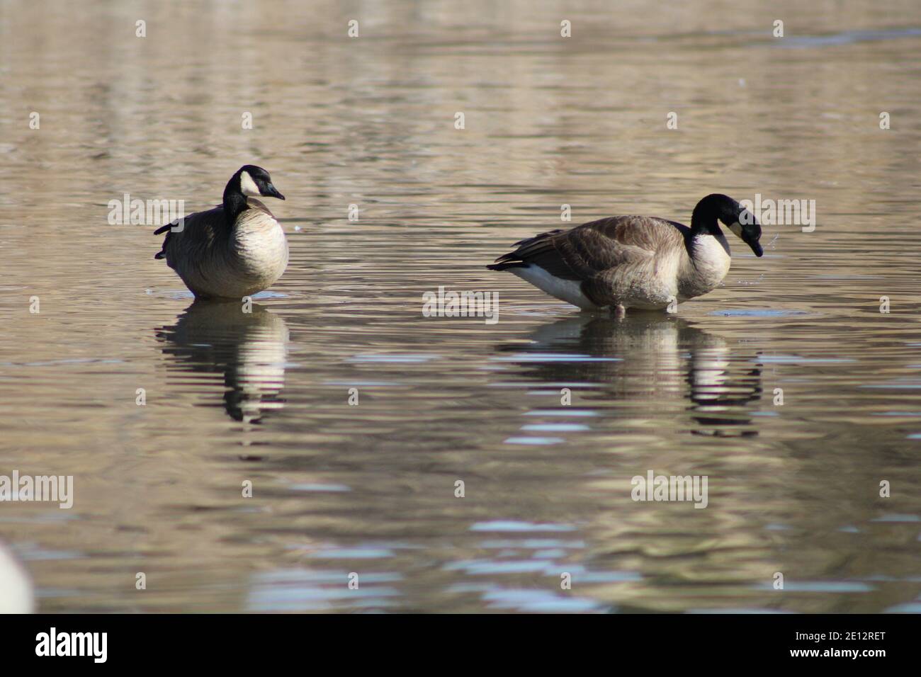 Waterscape of Canadian geese standing in the water of Willow Lake in Prescott, Arizona Stock Photo
