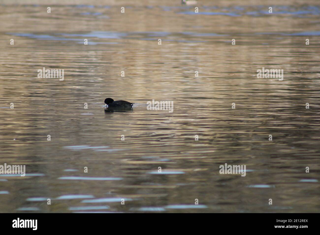 An American coot swimming in Willow Lake in Prescott, Arizona Stock Photo