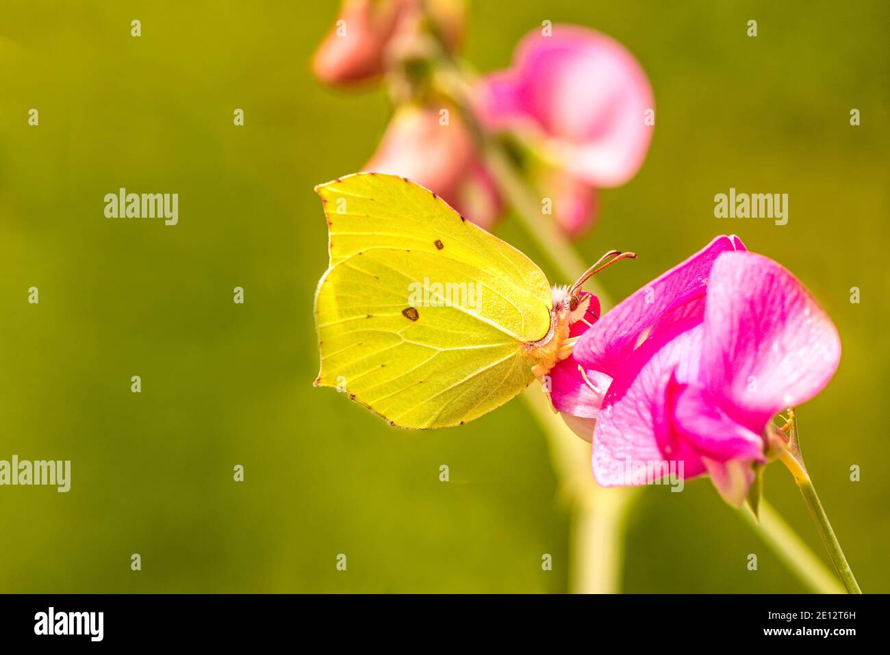 Brimstone Butterfly On Vetch Flower Stock Photo