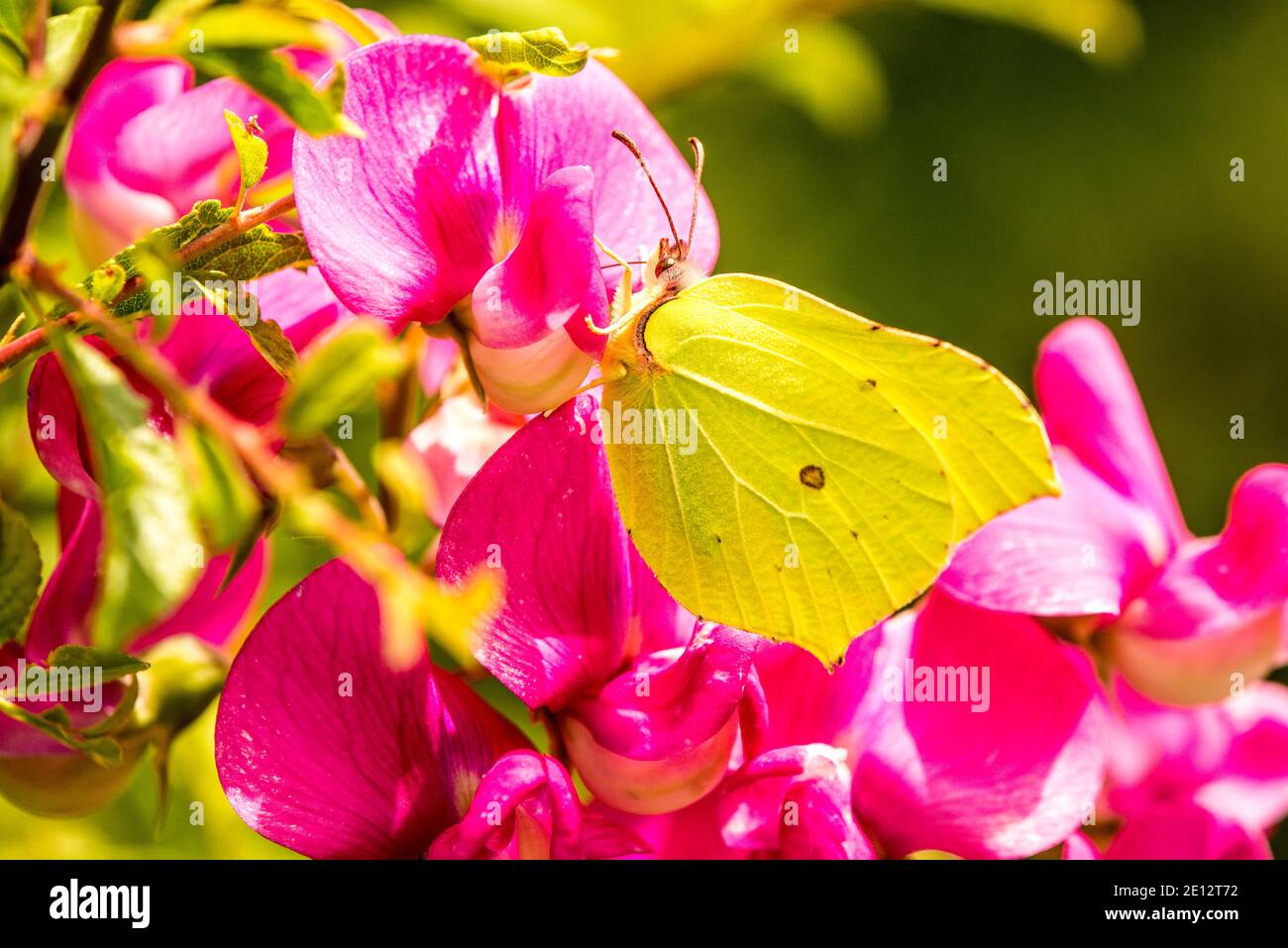 Brimstone Butterfly On Vetch Flower Stock Photo