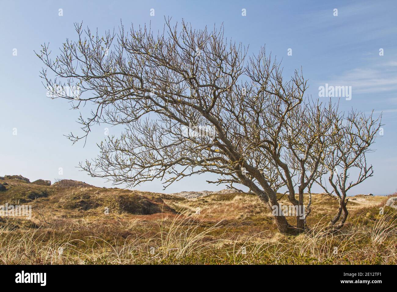 Barren Vegetation In The Wind In The Lonely Dune Landscape Skiphaugsanden Near Farsund Stock Photo