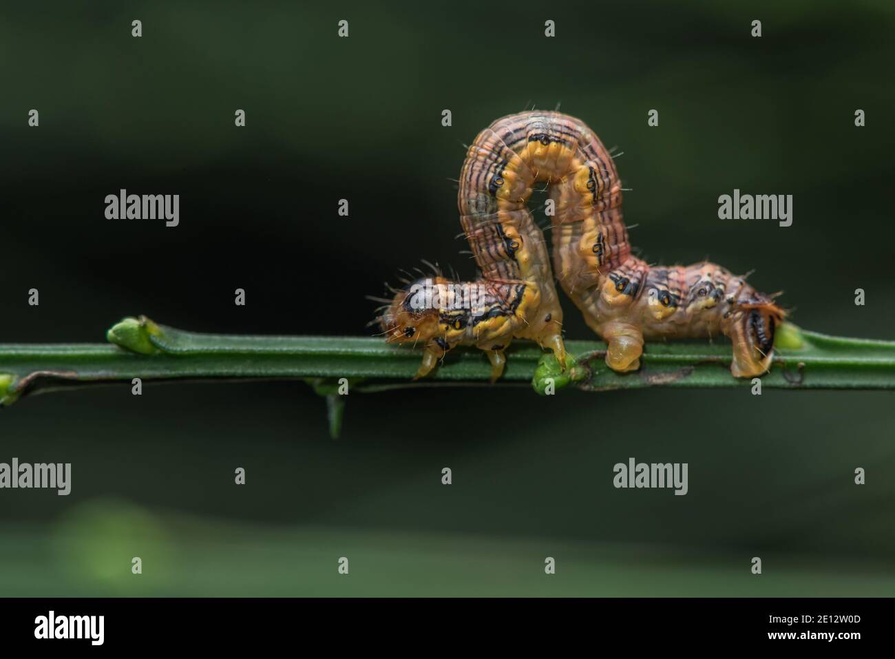 The caterpillar inchworm of a linden looper moth (Erannis sp) from Mendocino County in Northern California. Stock Photo