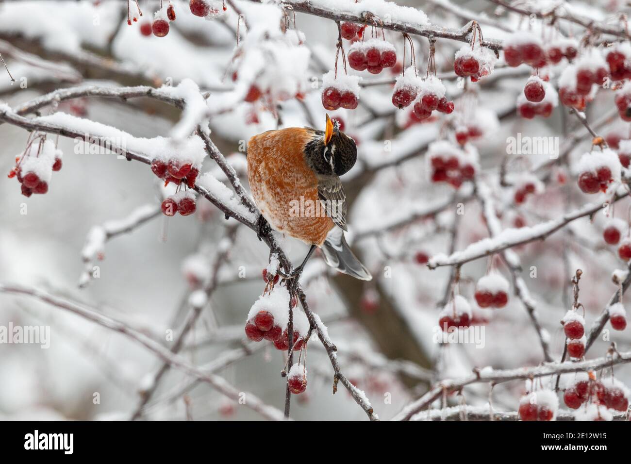 American robins foraging for crab apples in Burlington, Iowa during a