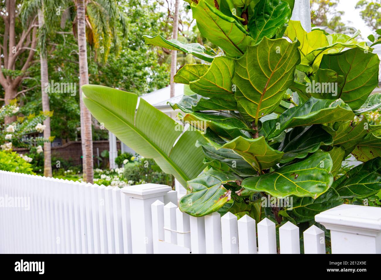 Fiddle leaf fig tree Ficus Lyrata growing outside in a Sydney private garden on the northern