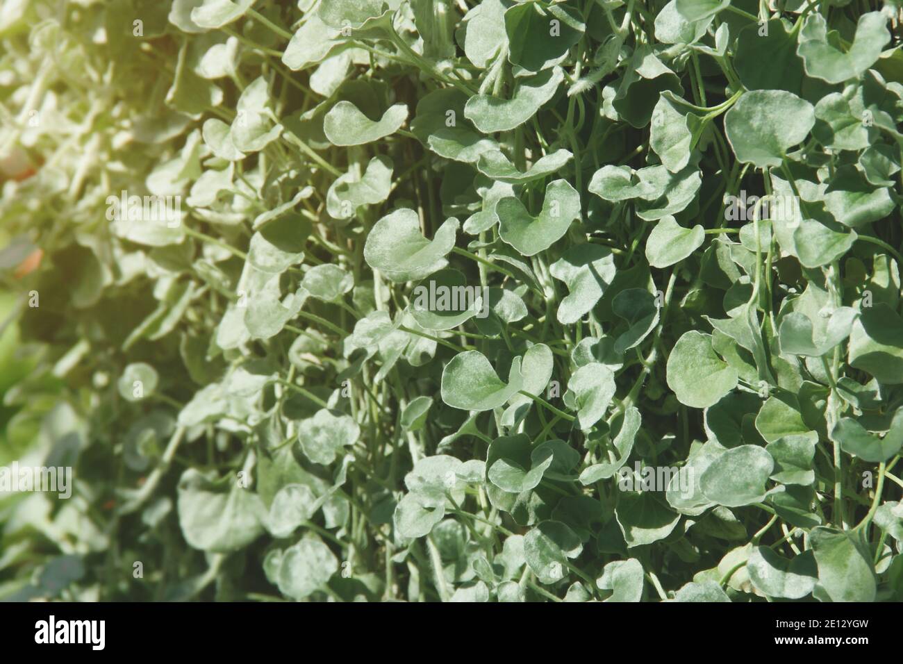 Dichondra argentea ‘Silver Falls’ Plant Natural Pattern Background Stock Photo