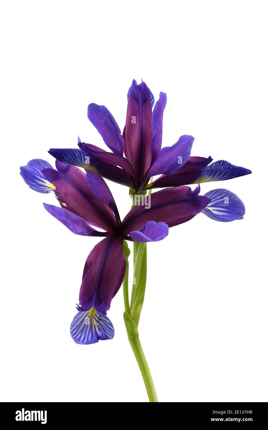 Purple flower of Iris graminea isolated on white background. High resolution photo. Full depth of field. Stock Photo