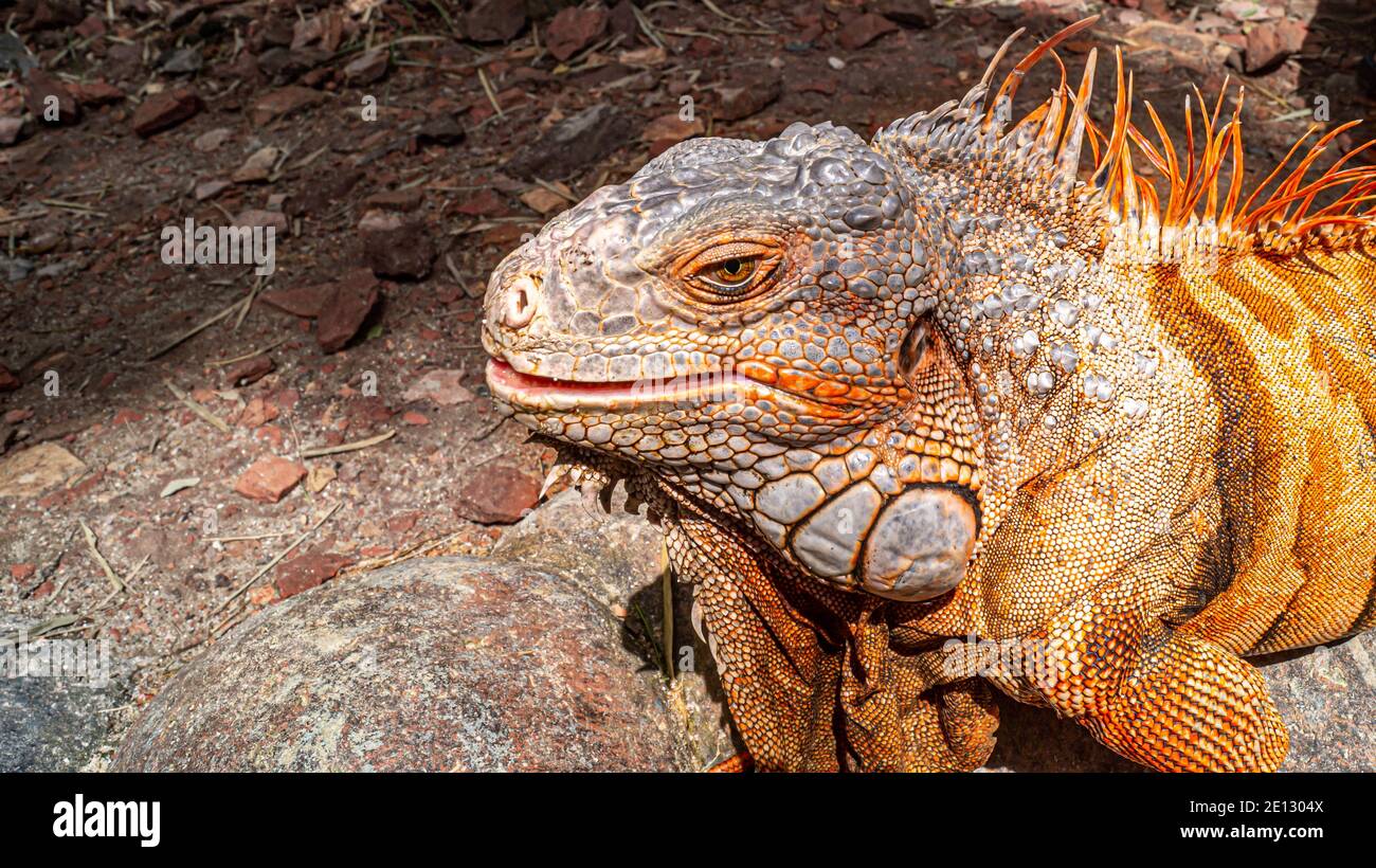 Detail closeup of Green Iguana head Stock Photo Alamy