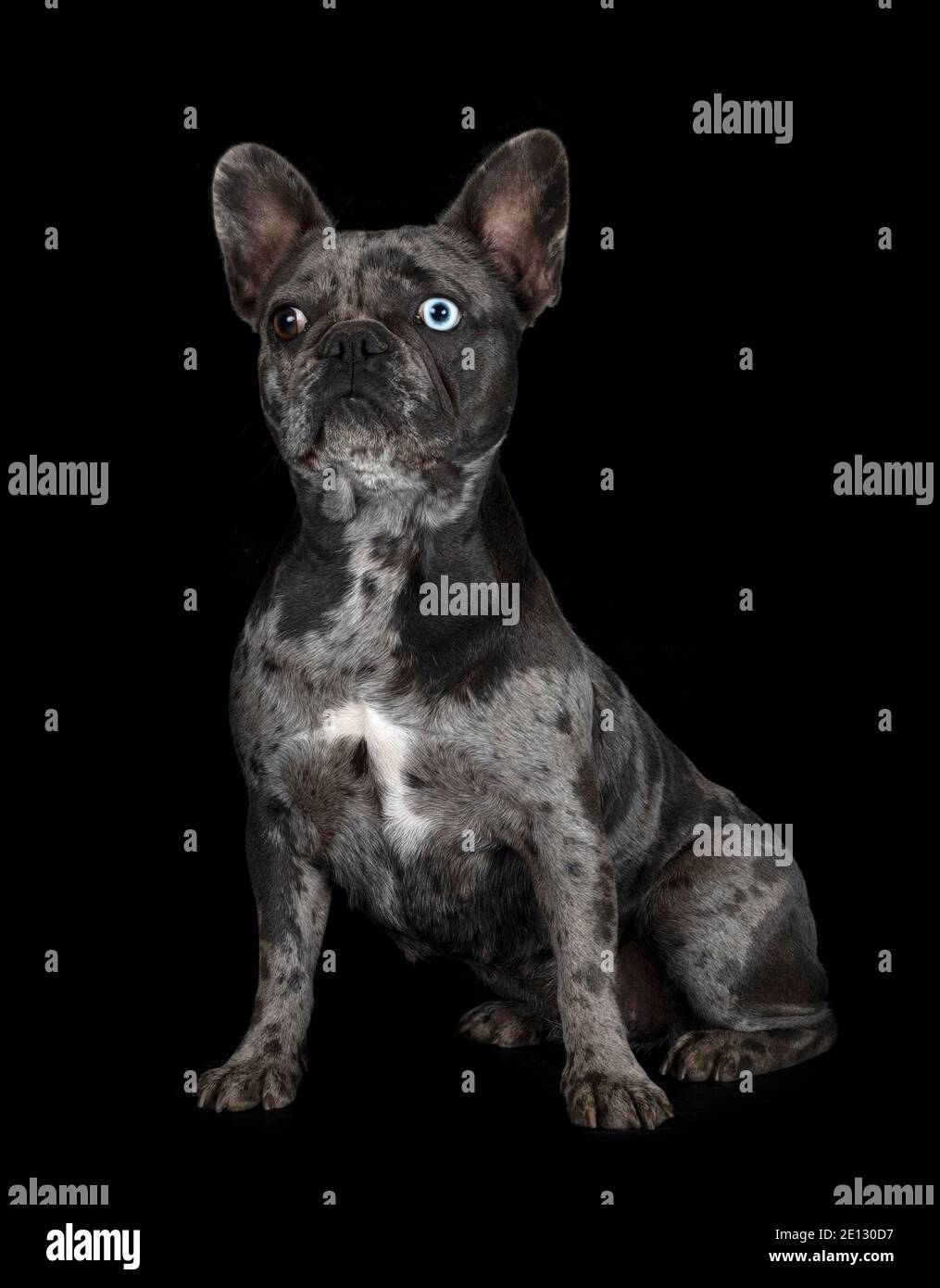 Black merle bulldog frances 2025