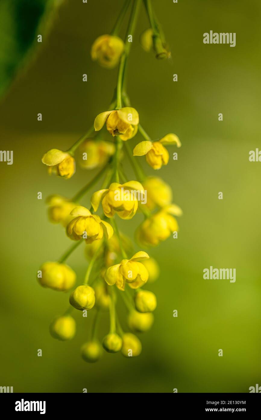 Racemose Inflorescence Of Common Barberry, Sourthorn, Pickingberry Or Barberry Against Green Background Stock Photo