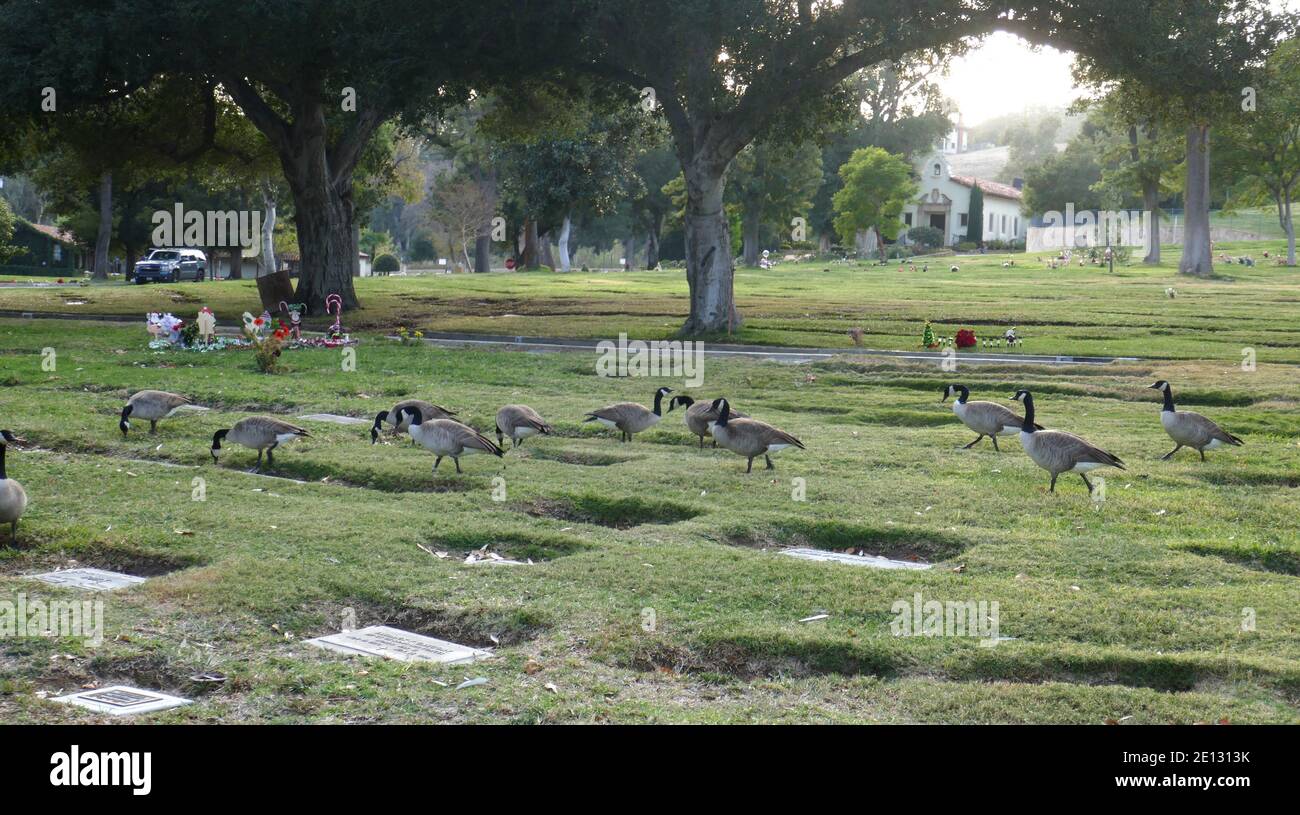 Oakwood Memorial Park High Resolution Stock Photography and Images - Alamy