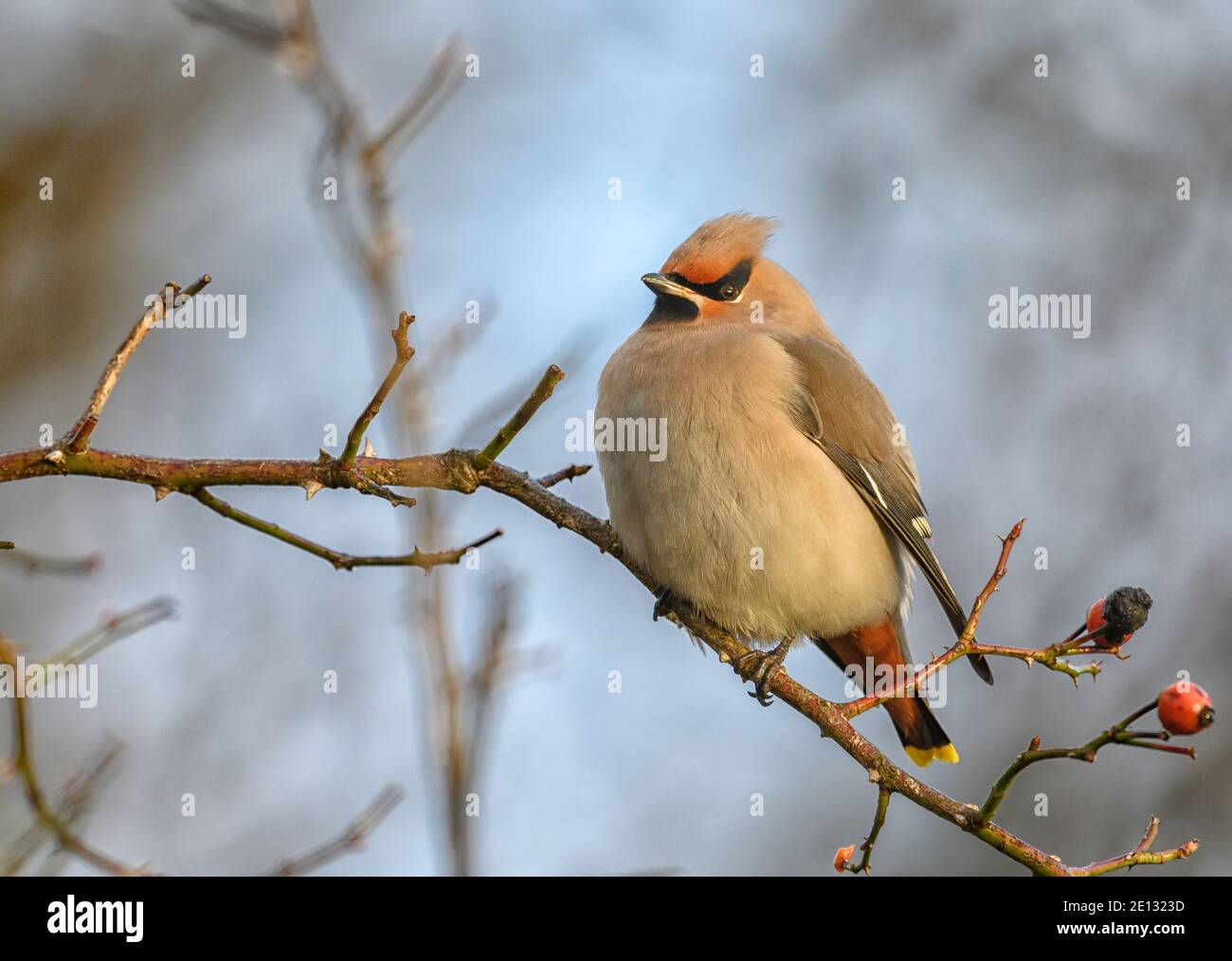 Waxwing Bombycilla garrulus  perched in a berry bearing bush at the roadside at Kelling Heath, Norfolk, UK Stock Photo