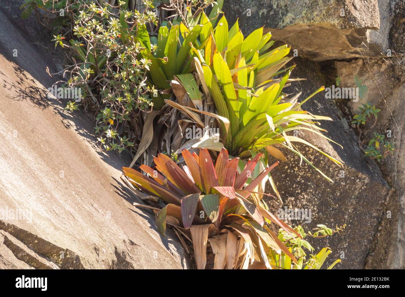 Bromelia on a parking lot south of Teresopolis in the state of Rio de Janeiro in Brazil, view from the side Stock Photo