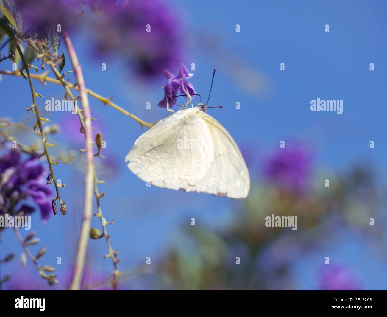Beautiful Cabbage White Butterfly standing out on a blue sky and Vibrant Purple Geisha Girl