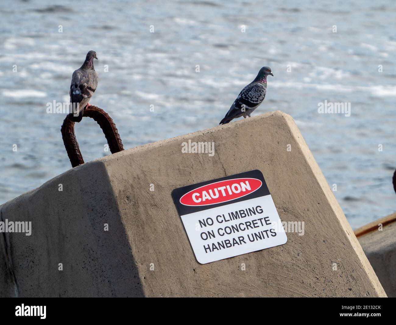 Pigeons by the sea, not heading the warning advice on the concrete Hanbar block sign Stock Photo