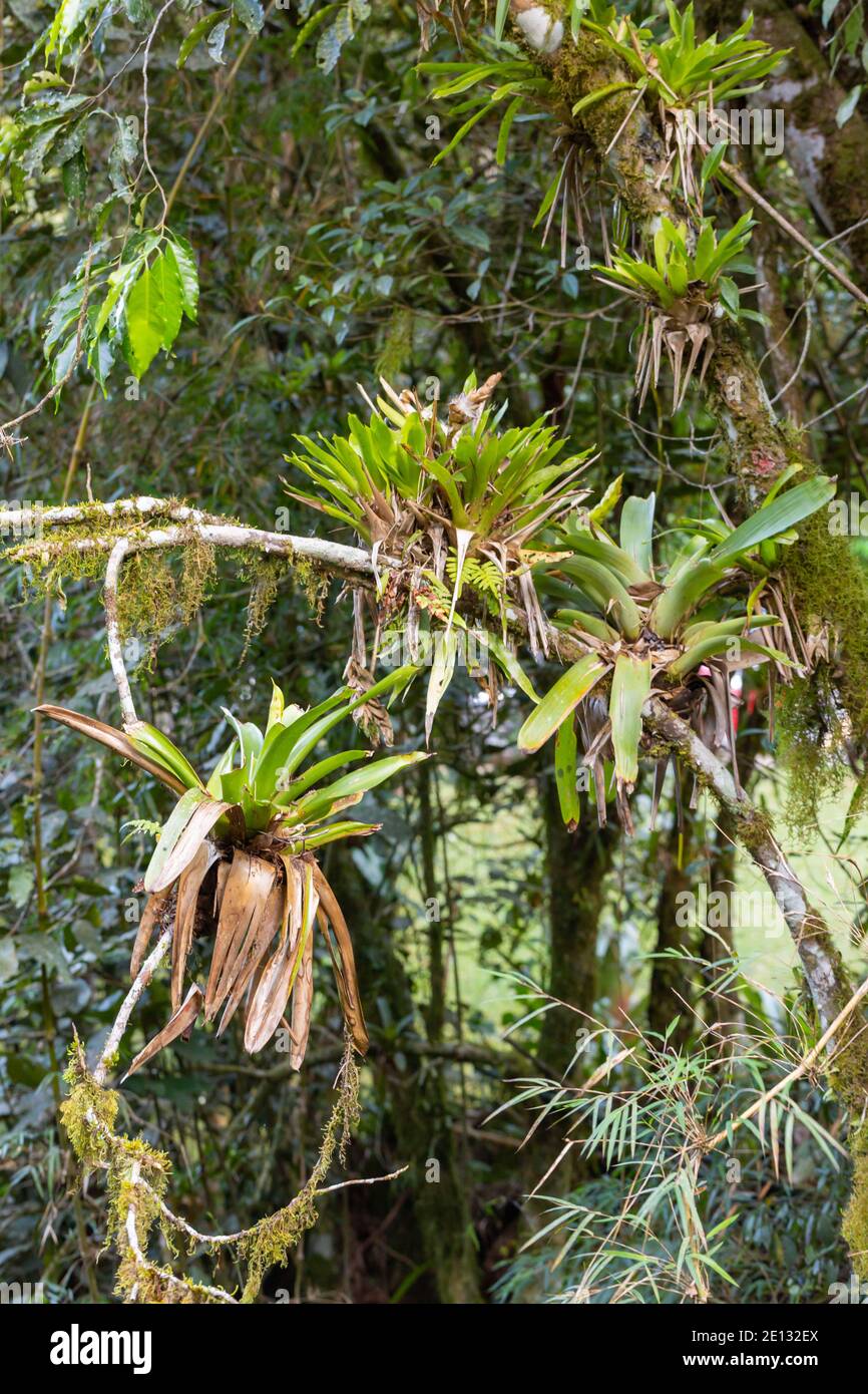Bromelia in the Serra dos Orgaos in the State of Rio de Janeiro in Brazil, view from the side Stock Photo